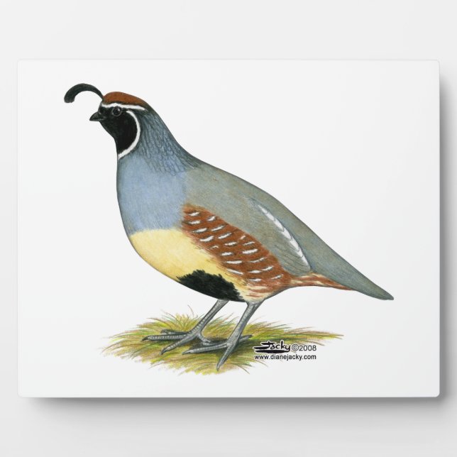 Gambels Wüstenquail Fotoplatte (Vorderseite)