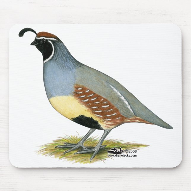 Gambels Wüstenquail Mousepad (Vorne)