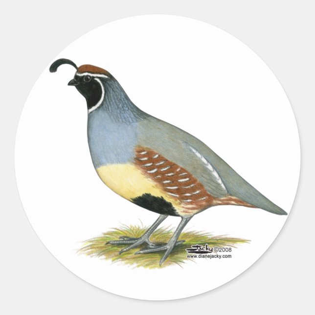 Gambels Wüstenquail Runder Aufkleber (Vorderseite)