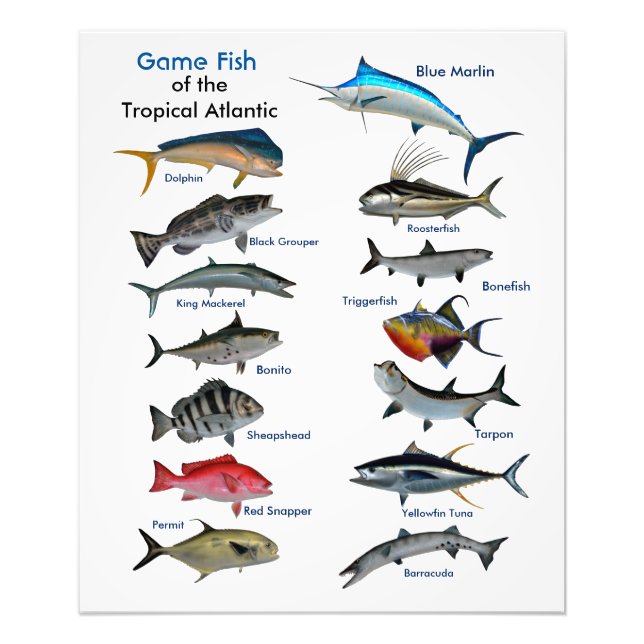 Game Fish of the Tropical Atlantic Foto print (Vorne)