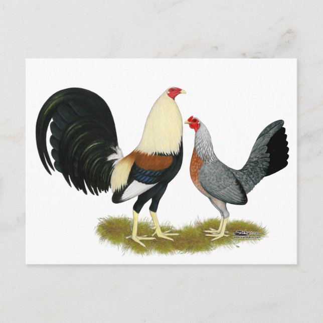 Game Fowl Pair Postkarte (Vorderseite)