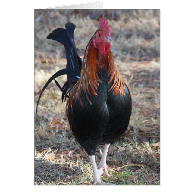 Game Rooster Foto (Vorne)