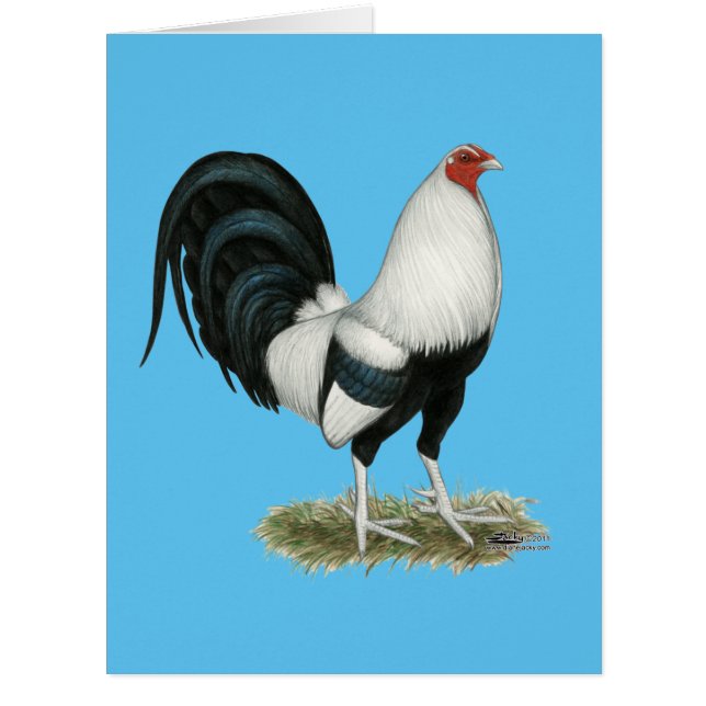Gamecock argenté (Devant)
