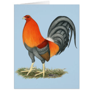 Gamecock Blue Red Rooster
