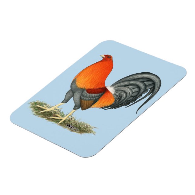 Gamecock Blue Red Rooster Magnet (Linke Seite)