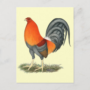 Gamecock Blue Red Rooster Postkarte