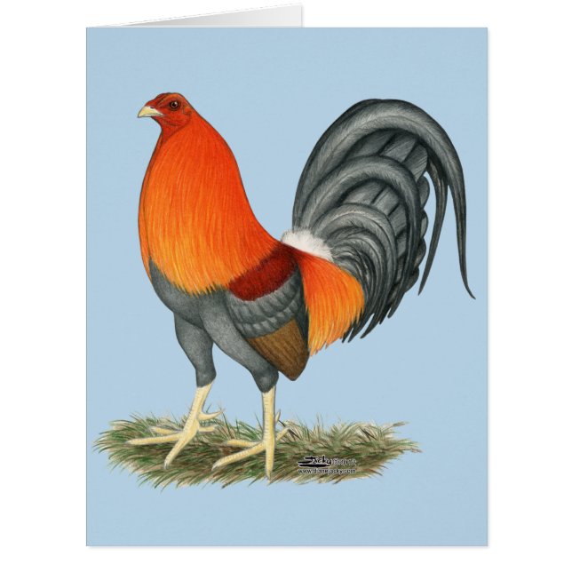 Gamecock Blue Red Roster (Devant)