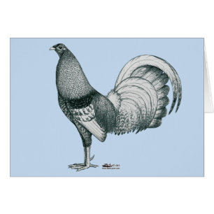 Gamecock Crele oder Dom