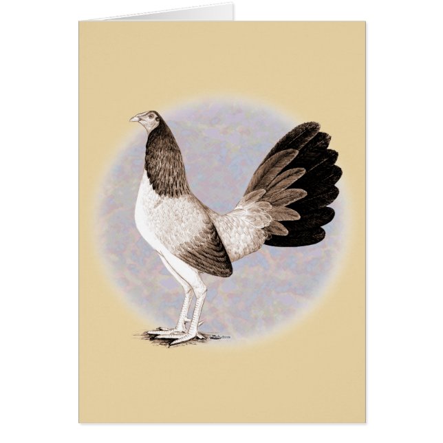 Gamecock: Hennie (Vorne)