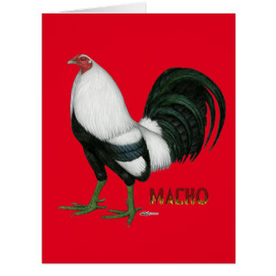 Gamecock Macho Duckwing