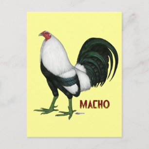 Gamecock Macho Duckwing Postkarte
