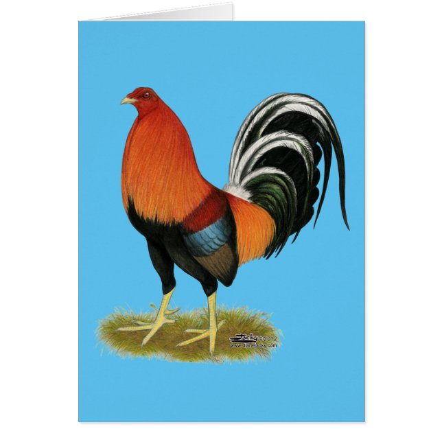 Gamecock Wheaten Rooster (Vorne)