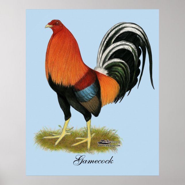 Gamecock Wheaten Rooster Poster (Vorne)