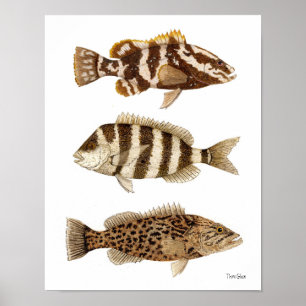 Gamefish- Nassau Grouper,Sheepshead & Gag Grouper Poster