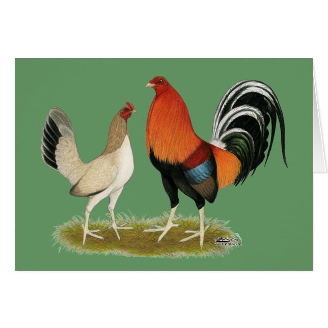 Gamefowl Wheatens (Vorderseite (Horizontal))