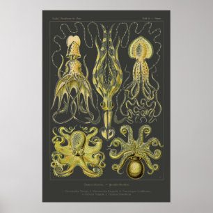 Gamochonia - Tintenfisch Ernst Haeckel, Octopod Poster