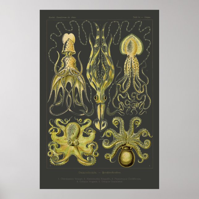 Gamochonia - Tintenfisch Ernst Haeckel, Octopod Poster (Vorne)