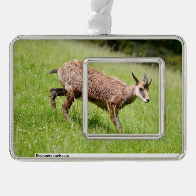 Gämse auf Gras-Postkarte Rahmen-Ornament Silber (Vorderseite)