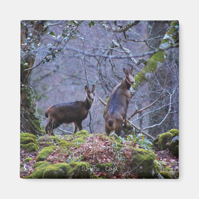 Gämse Mutter und Kalb Magnet (Vorne)