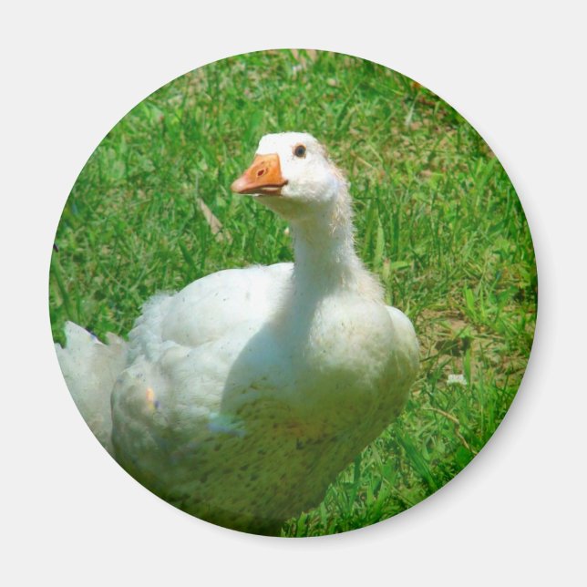 Gander Magnet (Vorne)