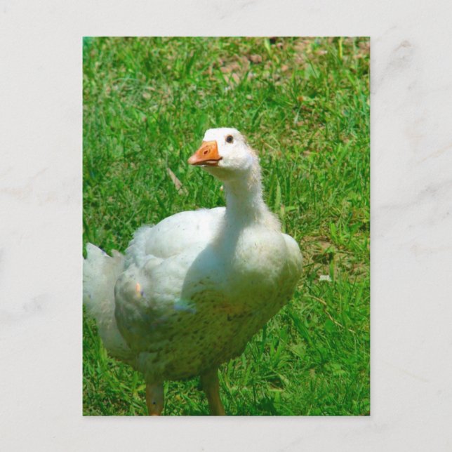 Gander Postkarte (Vorderseite)