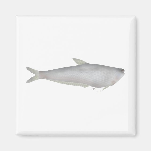 Gangetic Hairfin Anchovy  Magnet (Vorne)