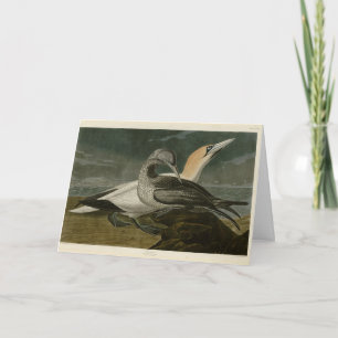 Gannet (Northern Gannet) Audubon Birds of America Karte