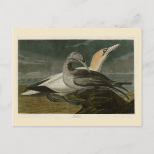 Gannet (Northern Gannet) Audubon Birds of America Postkarte