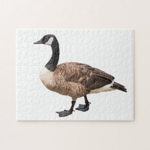 Gans