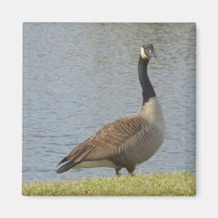 Gans durch Teich-Magneten Magnet
