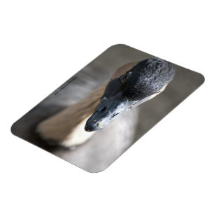 Gans Magnet