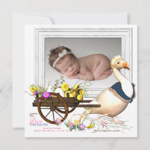 Gans mit Ei-Foto-Geburts-Mitteilung Einladung