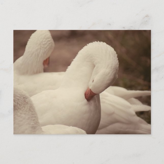 Gans Postkarte (Vorderseite)