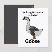 Gans sucht nach Wasser für schwimmende afrikanisch