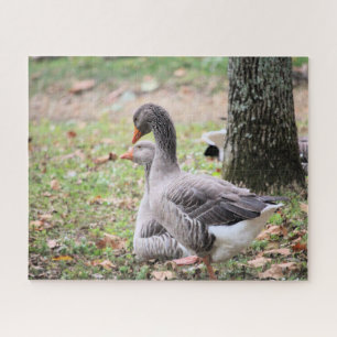 Gänse