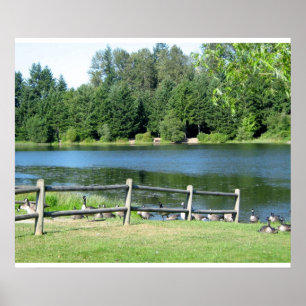 Gänse am See im Park Poster