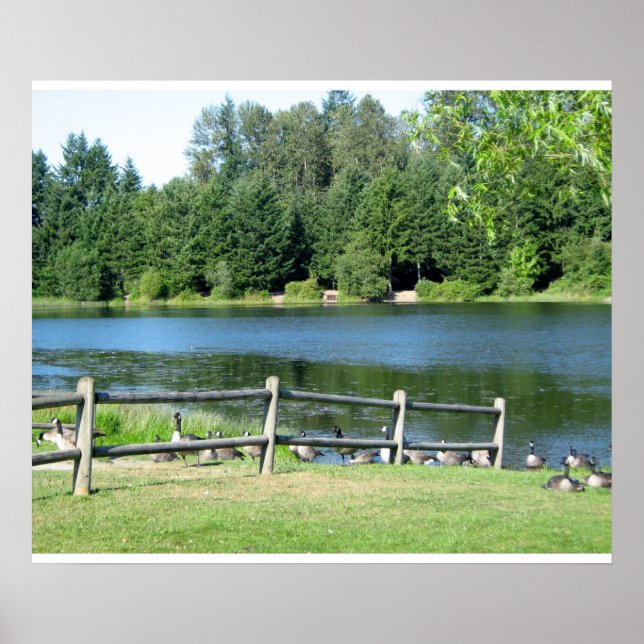 Gänse am See im Park Poster (Vorne)