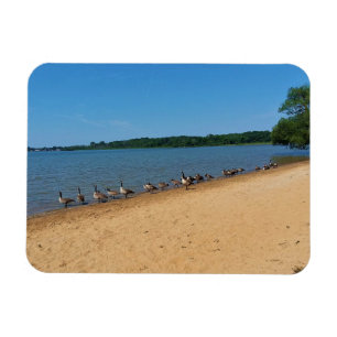 Gänse am Silver Lake, Wisconsin Magnet