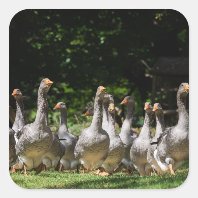 Gänse auf dem Dordogne-Aufkleber Quadratischer Aufkleber (Vorderseite)