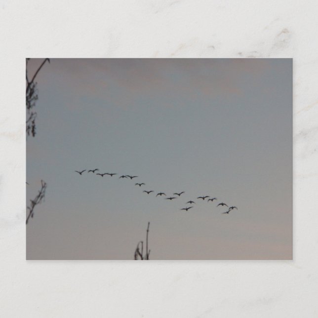 Gänse auf der Fly Postcard Postkarte (Vorderseite)