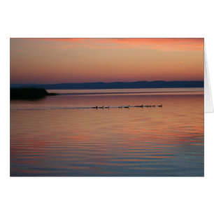 Gänse bei Sunset
