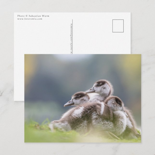 Gänse Chicks Nature Foto Postkarte (Vorne/Hinten)