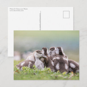 Gänse Chicks Nature Foto Postkarte