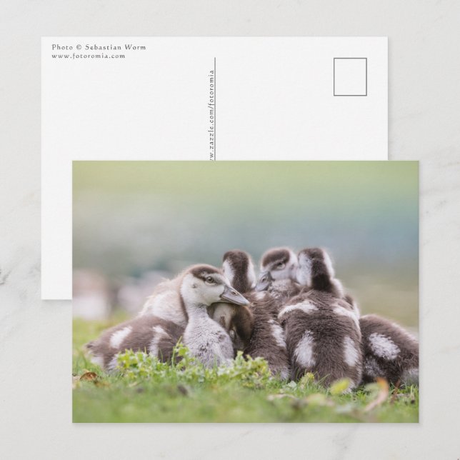 Gänse Chicks Nature Foto Postkarte (Vorne/Hinten)