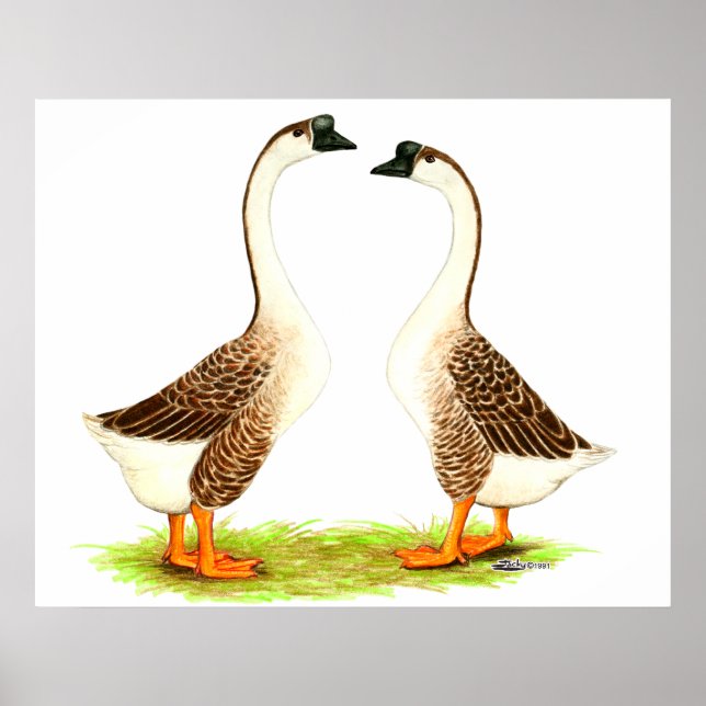 Gänse: Chinesisch braun Poster (Vorne)