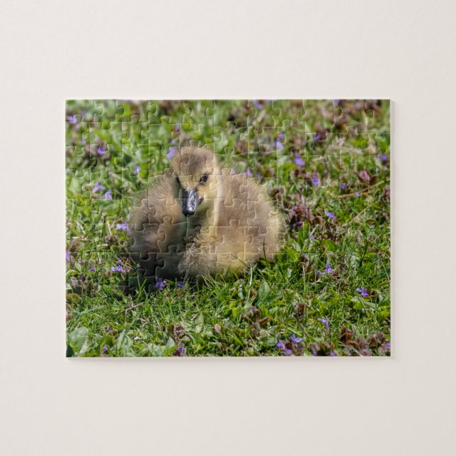 Gänse des Babys (Gänse) (Horizontal)