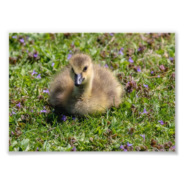Gänse des Babys (Gänse) Fotodruck (Vorne)