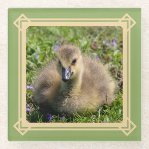 Gänse des Babys (Gänse) Glasuntersetzer