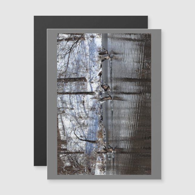 Gänse, die vom Wasser abheben Magnetkarte (Vorne/Hinten)