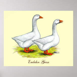 Gänse: Embden Pair Poster